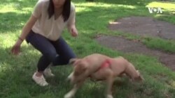 纽约人争相收养猫狗 排遣隔离期间孤寂感