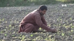 په ننګرهار کې کروندګر خپلو محصولاتو ته د مارکیټ له نشتوالي شکایت کوي
