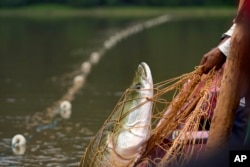 Fisherman pull with a Pirarucu fish at a lake in San Raimundo settlement lake, Carauari, Brazil, Tuesday, Sept. 6, 2022. Along the Jurua River, a tributary of the Amazon, riverine settlers and Indigenous villages are working together to promote the sustainable fishing of near magic fish called pirarucu. (AP Photo/Jorge Saenz)