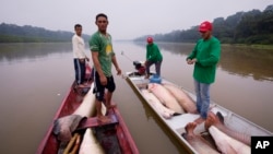 Fishermen join boats to pass fish from the boat used to catch, left, to the motorized one, right, used to transport it faster to the processing ship, in San Raimundo settlement lake, Carauari, Brazil, Tuesday, Sept. 6, 2022 (AP Photo/Jorge Saenz)