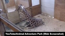 April the giraffe is expected to give birth soon.