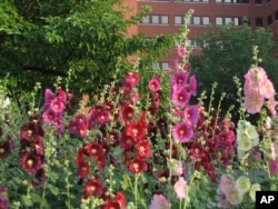 This image provided by American Meadows shows hollyhock flowers. (American Meadows via AP)