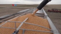 Perang di Ukraina Picu Kenaikan Harga Gandum