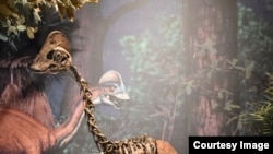 Top 10 Species of 2015