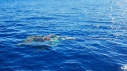 Some coastal marine species are thriving and reproducing on plastics in the Great Pacific Garbage Patch, including abandoned fishing nets. (Courtesy of Ocean Voyages Institute)