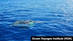 Some coastal marine species are thriving and reproducing on plastics in the Great Pacific Garbage Patch, including abandoned fishing nets. (Courtesy of Ocean Voyages Institute)