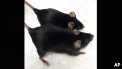 This August 2020 photo provided by Dr. Se-Jin Lee shows a normal mouse and a “twice-muscled” mouse developed at The Jackson Laboratory in Bar Harbor, Maine.