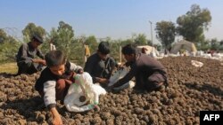 Beberapa anak-anak yang dipekerjakan tampak menyortir 'Chilgoza' atau biji pohon pinus di sebuah lahan di distrik Bihsud, Provinsi Nangarhar, Afghanistan, pada 26 Oktober 2022. (Foto: Foto: AFP) 