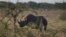 FILE - A black rhino is pictured at Etosha National Park in northwestern Namibia, May 8, 2015. 