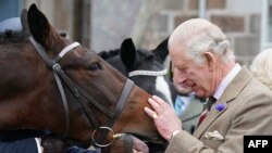 Britain's King Charles III pats a horse as he attends a reception to thank the community of Aberdeenshire for their organization and support following the death of Queen Elizabeth II at Station Square, the Victoria & Albert Halls, in Ballater, October 11, 2022. 