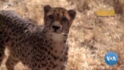 Challenges and Hope as India Makes Home for African Cheetahs
