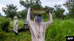 "Avant la crise, nous vendions notre miel aux pays frontaliers et à Bangui, c'est difficile désormais", se lamente un apiculteur centrafricain.