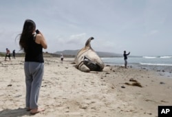 A woman takes a photo while another sight seer takes a selfie in front of the massive carcass of a whale at a popular California surfing spot Tuesday, April 26, 2016, in San Clemente, Calif. (AP Photo/Lenny Ignelzi)