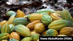 Masu Noman Koko A Ghana Sun Bukaci Gwamnatia Ta Kara Farashinsa Ko Kuma Su Sayarwa Ivory Coast