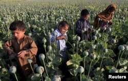FILE - Afghan children gather raw opium on a poppy field on outskirts of Jalalabad, April 28, 2015.