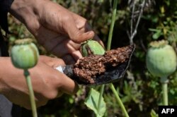 FILE - A farmer harvests opium sap from a poppy field in the Darra-i-Nur District of Nangarhar province, May 10, 2020.