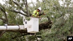 A worker trims branches from trees near power lines in a downtown neighborhood in hopes of averting power outages in Orlando, Fla. during preparation for the arrival of Hurricane Irma, Friday, Sept. 8, 2017.