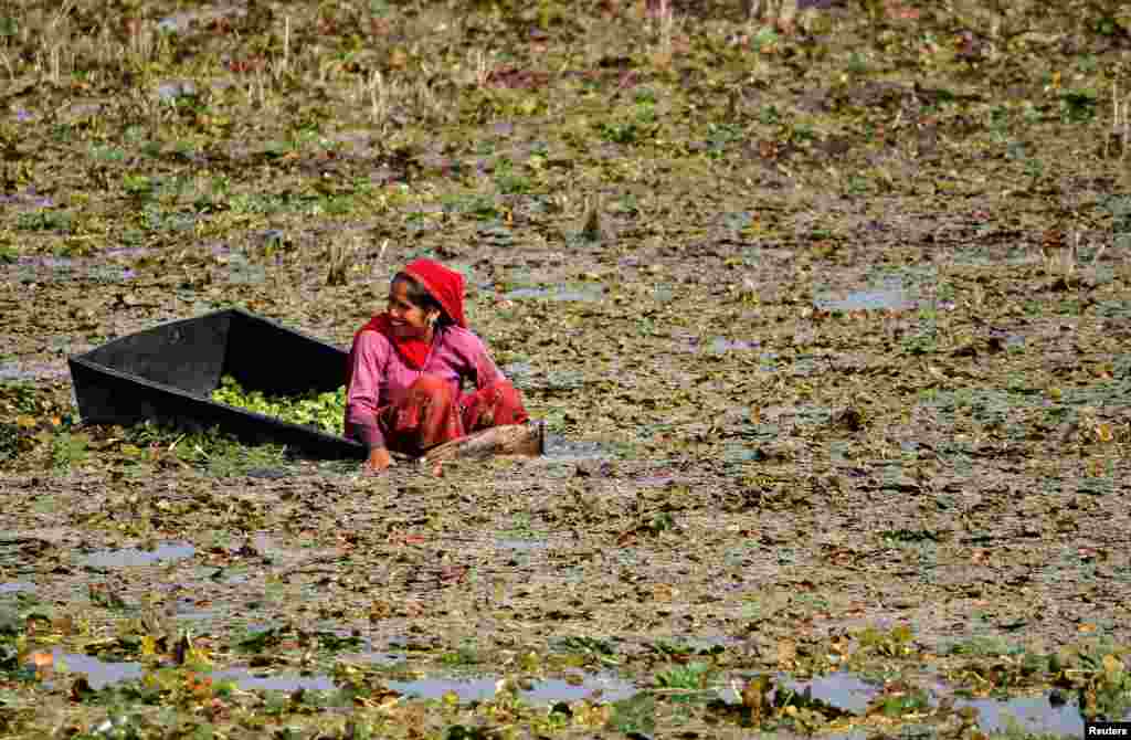 A woman collects water chestnuts locally known as &quot;singada&quot; from a pond in Masuda town in the desert state of Rajasthan, India.