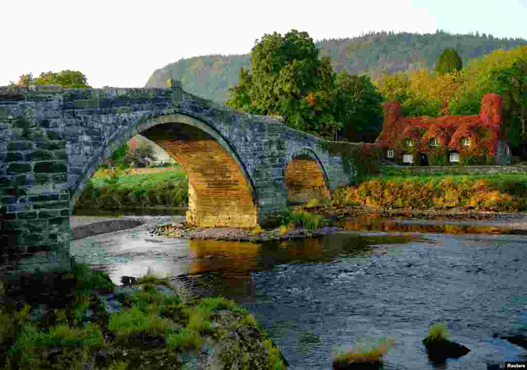 The Virginia creeper on the outside of the Tu Hwnt i&#39;r Bont tea room starts to turn red with the arrival of Autumn in Llanrwst, Britain.