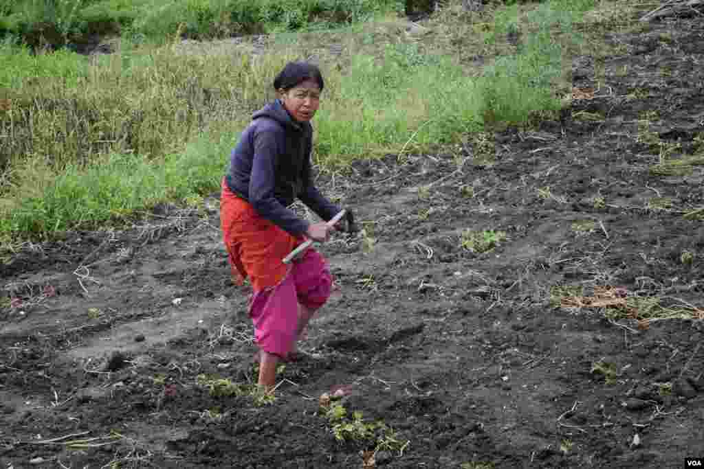 A woman with four children who lost her home and all possessions in the quake scavenges for rotten and leftover potatoes in a field. (Rosyla Kalden/VOA)