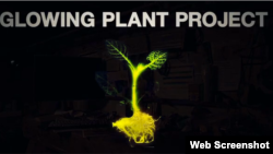 Scientists are trying to develop bioluminescent plants that someday could replace lightbulbs and streetlights.