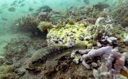 A black sea bass swims along the reef in Gray's Reef National Marine Sanctuary, Oct. 28, 2019, off the coast of Savannah, Ga.