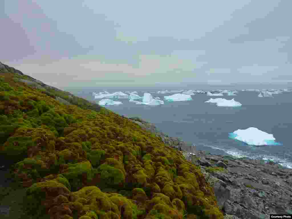 The moss banks on Green Island provide a vivid green splash amidst the surrounding ice caps, glaciers and icebergs. (Dan Charman/Matt Amesbury)