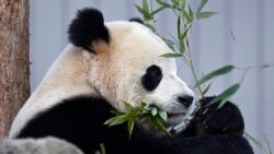 Kineske pande predstavljene u Vašingtonu