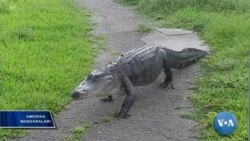 Tabiiy qo'riqxonalar, Florida shtati