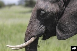 Among elephant herds, the matriarchs – older and experienced – provide leadership.