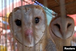 Owls for sale are seen inside a cage at a bird market in Tangerang, west of Jakarta, Indonesia, 2017.