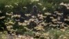 Huge Swarms of Locusts Invade Kenya, Somalia