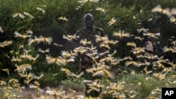 In this photo taken Saturday, Feb. 1, 2020, ranger Gabriel Lesoipa is surrounded by desert locusts as he and a ground team relay the coordinates of the swarm to a plane spraying pesticides, in Nasuulu Conservancy, northern Kenya. (AP Photo/Ben Curtis)