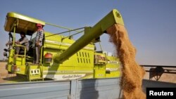 FILE - A combine deposits harvested wheat in a tractor trolley at a field on the outskirts of Ahmedabad, India, March 16, 2022.