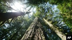 FILE - Old growth Douglas fir trees stand outside Zigzag, Ore., on June 25, 2004. President Joe Biden is taking steps to restore national forests devastated by wildfires, drought and blight, signing an executive order protecting some of the nation's largest and oldest trees.