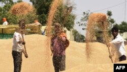 Laborers uses a shovel to separate grains of wheat from the husk at a wholesale grain market on the outskirts of Amritsar on April 16, 2022.