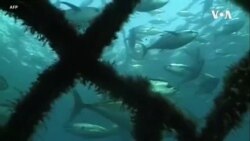 中国在全球非法捕鱼成众矢之的