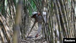 រូបឯកសារ៖ បុរសម្នាក់កំពុងប្រមូលដើមអំពៅពីចម្ការ នៅខេត្តកណ្តាល កាលពីថ្ងៃទី២៣ ខែមករា ឆ្នាំ២០១៩។