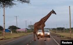 A giraffe crosses a road laced in the Kimana Sanctuary in Kimana, Kenya.