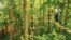 There are 6 sections of treetop obstacles at the Go Ape course, including wobbly rope bridges from one tree to another. (Courtesy Go Ape Treeptop Adventures)