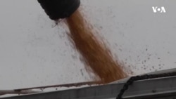 Ukraynada müharibə səbəbilə buğdanın qiyməti artıb