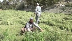 در چند سال اخیر یکبار کمک دریافت کردیم - دهقانان ولایت کابل