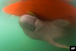 In this Thursday, May 23, 2019, photo, Marium, an estimated 5-month-old female dugong baby separated from her mother, swims under a boat hull near the Libong island, in Trang province, southern Thailand. (Sirachai Arunrugstichai via AP)