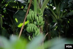 រូប​ឯកសារ៖ ដំណាំ​ចេក​ក្នុង​កសិដ្ឋាន​មួយ​កន្លែង​ ស្រុក​ស្ទឹងត្រង់​ ខេត្ត​កំពង់ចាម​ កាលពី​ខែ​កក្កដា​ ឆ្នាំ​២០២០។ (អូន ឆេងប៉រ​/វីអូអេ)