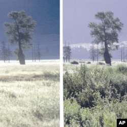 Restoration of wolves to Yellowstone National Park has allowed vegetation to recover from over-browsing by elk. Photo on left taken in 1997, on right in 2001.