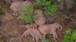 In this aerial photo taken June 7, 2021 and released by the Yunnan Forest Fire Brigade, a migrating herd of elephants rests near Xinyang Township in Jinning District of Kunming city in southwestern China's Yunnan Province. (Yunnan Forest Fire Brigade via AP)