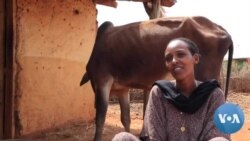 በቦረና በድርቅ የሚሞቱ እንስሳት ቁጥር መጨመሩን ነዋሪዎች ተናገሩ