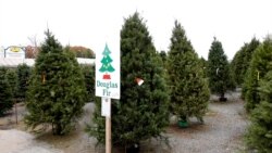 Douglas Fir, one of the most popular Christmas tree species for over 80 years, ready to be the centerpiece of the house during Christmas time at Greenstreet Gardens, December 18, 2021, Alexandria, Virginia.
