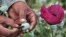 FILE - A man lances a poppy bulb to extract the sap, which will be used to make opium.