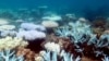 Great Barrier Reef Has Lost Over 50 Percent of its Coral   